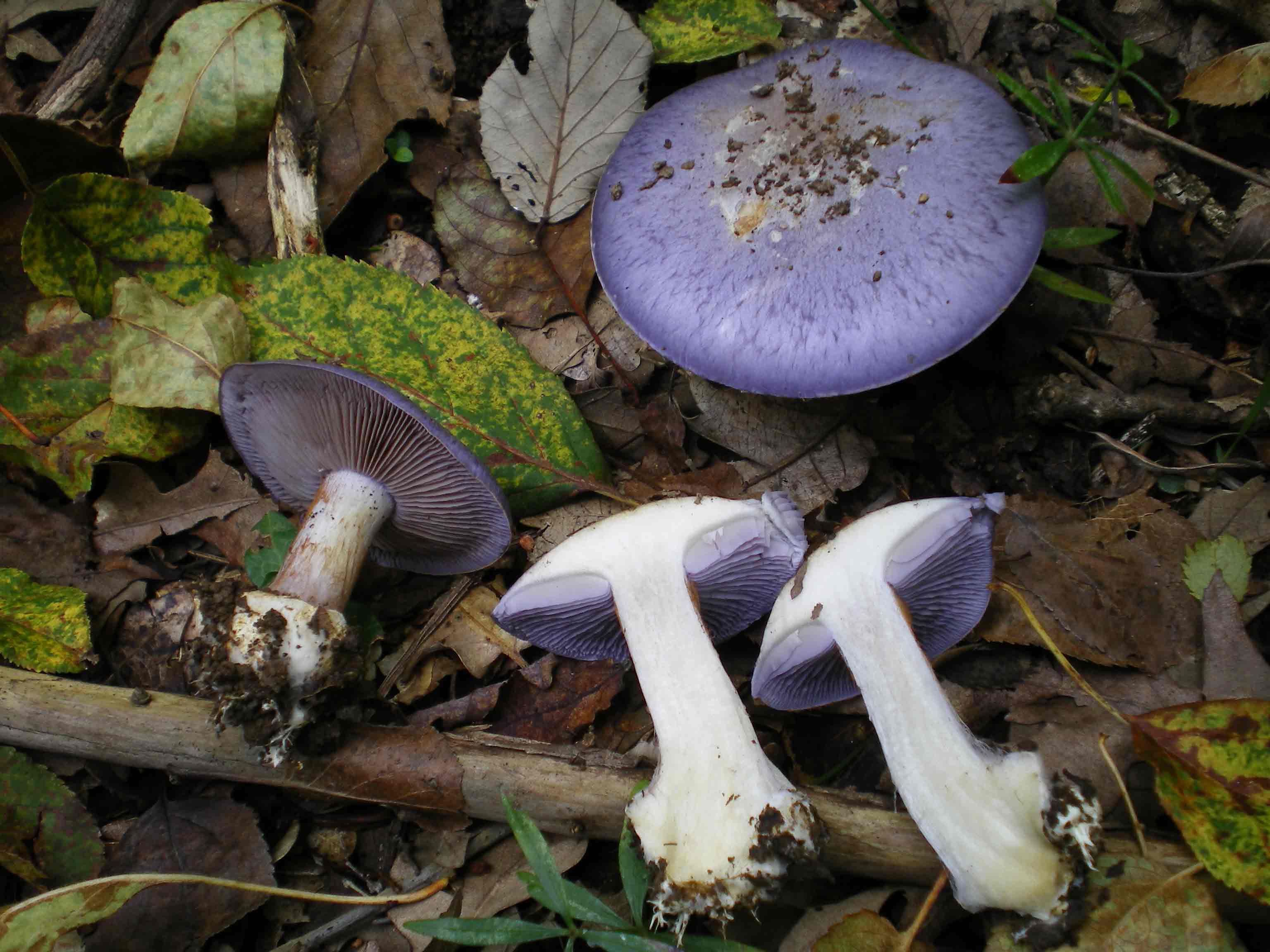 Cortinarius caerulescens ???